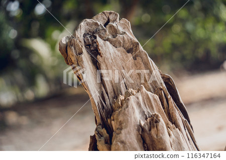 A part of wooden trunk resembling a flower A part of wooden trunk resembling a flower 116347164