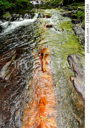 Snake stone stained reddish brown by red moss 116347169