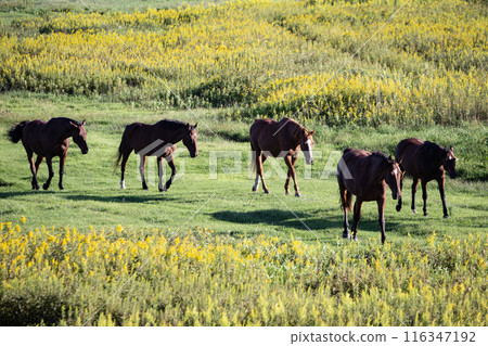 Thoroughbreds on the Plains 116347192
