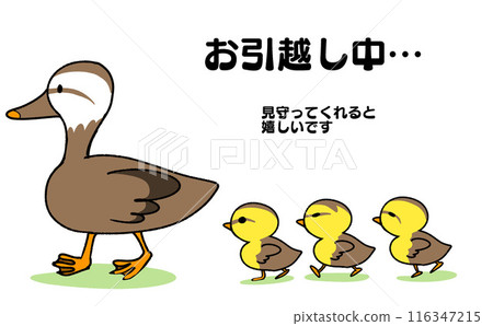 A mother and her ducklings move A mother and her ducklings move 116347215