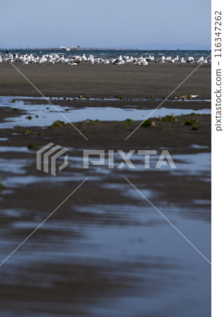 Itogahama Beach 116347262