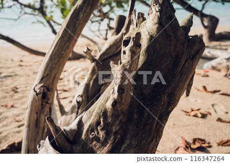 A part of wooden trunk resembling a flower A part of wooden trunk resembling a flower 116347264