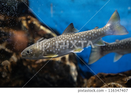 水下魚 Amemasu 116347407