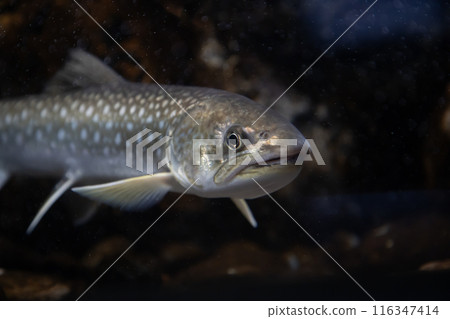 Underwater fish, charr 116347414