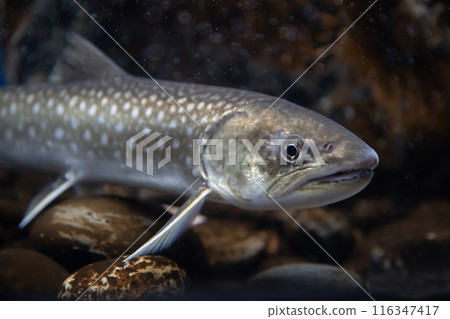 水下魚 Amemasu 水下魚 Amemasu 116347417
