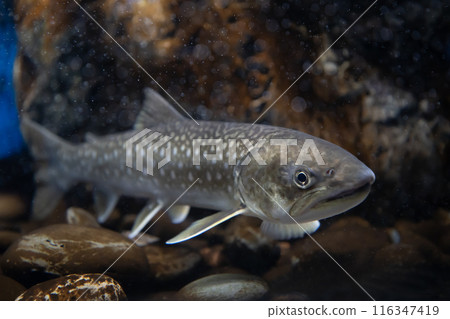 水下魚 Amemasu 水下魚 Amemasu 116347419