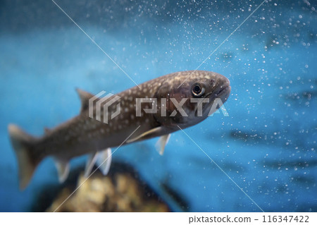 Underwater fish, charr Underwater fish, charr 116347422