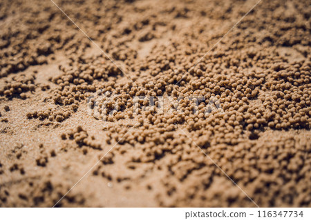 Crabs dug holes and left sand balls on the beach Crabs dug holes and left sand balls on the beach 116347734