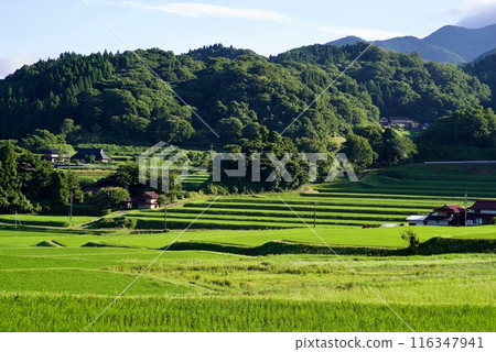 Rural scenery in summer: Green shining rice leaves, rice terraces in Mikawauchi, Yume-kaido Renaissance Hiwa Yume-kaido 116347941