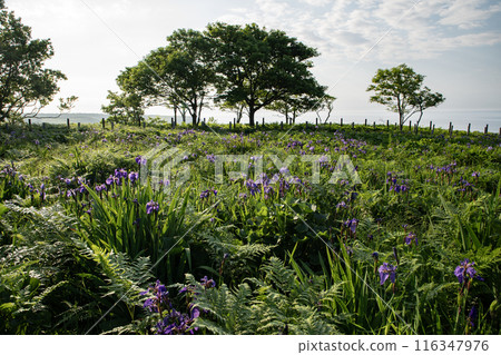 Iris Field in Akkeshi 116347976
