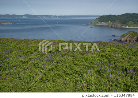 Iris Field in Akkeshi 116347994