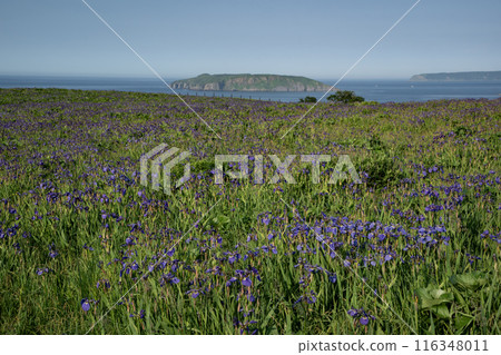 Iris Field in Akkeshi Iris Field in Akkeshi 116348011