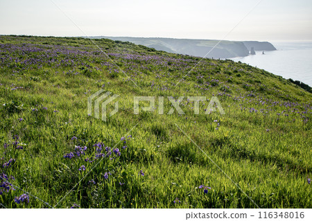 厚岸的綾原 116348016