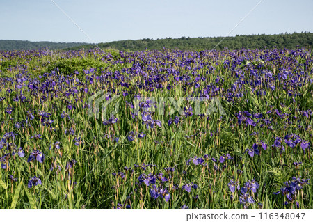 Iris Field in Akkeshi 116348047