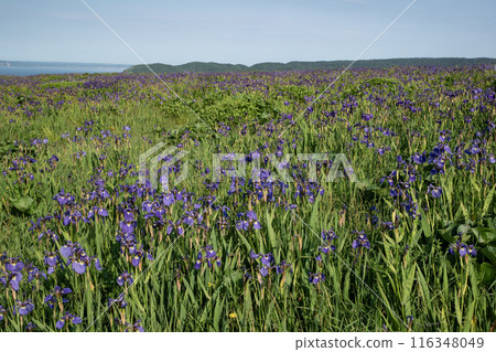 Iris Field in Akkeshi 116348049