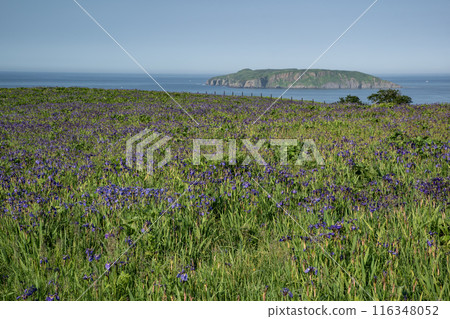 Iris Field in Akkeshi Iris Field in Akkeshi 116348052