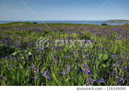 Iris Field in Akkeshi 116348060