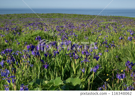 Iris Field in Akkeshi Iris Field in Akkeshi 116348062
