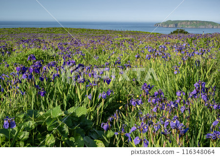 Iris Field in Akkeshi Iris Field in Akkeshi 116348064