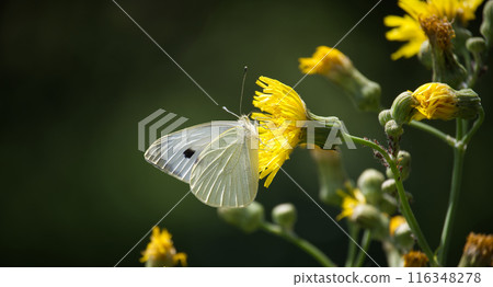 Large white cabbage butterfly on yellow flowers in a natural setting 116348278