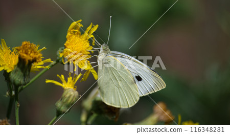 Closeup of large white butterfly on yellow flowers, also known as cabbage butterfly or cabbage white Closeup of large white butterfly on yellow flowers, also known as cabbage butterfly or cabbage white 116348281