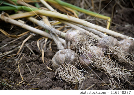 Cluster of freshly harvested garlic bulbs with roots Cluster of freshly harvested garlic bulbs with roots 116348287