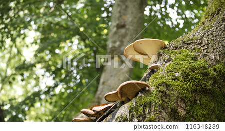 Mushrooms growing on a moss-covered tree trunk in a lush, green forest Mushrooms growing on a moss-covered tree trunk in a lush, green forest 116348289