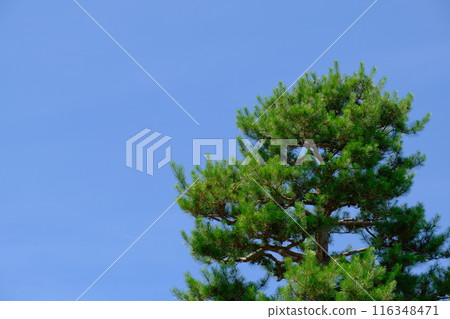 藍天和松樹 116348471