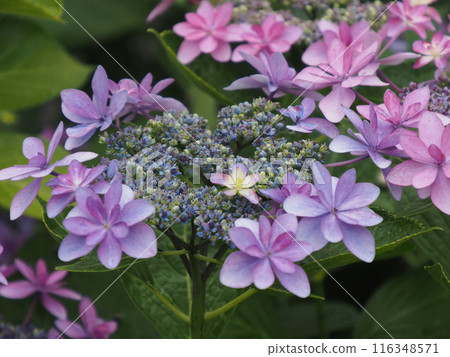 Hydrous hydrate wet in the rain Hydrous hydrate wet in the rain 116348571