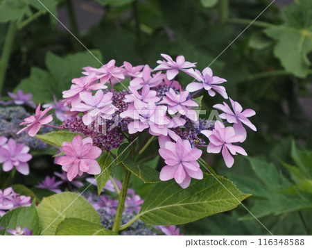 A close-up of a cluster of pink decorative hydrangea flowers A close-up of a cluster of pink decorative hydrangea flowers 116348588
