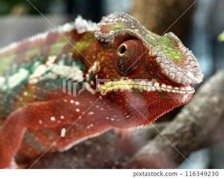 A detailed view of a chameleon in a natural habitat 116349230