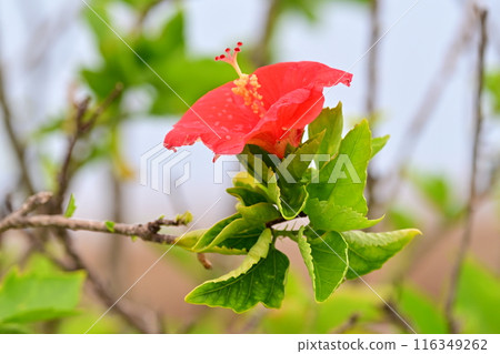 海岸上盛開的紅芙蓉花 116349262