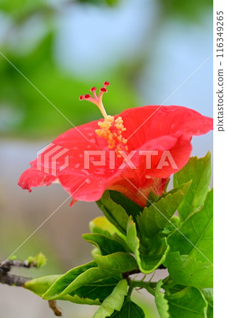 Red hibiscus flowers blooming on the beach Red hibiscus flowers blooming on the beach 116349265