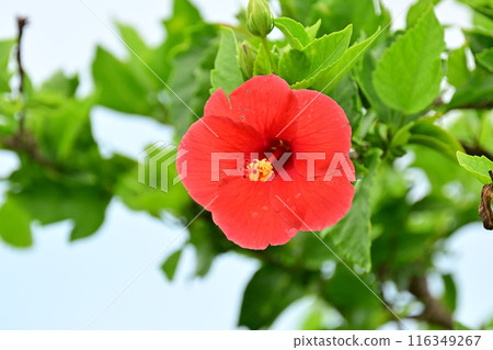 海岸上盛開的紅芙蓉花 116349267