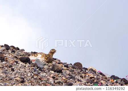 A ptarmigan of Mount Norikura standing on a rock 116349292