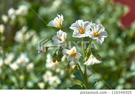 Blooming potatoes are white on a green background. 116349305