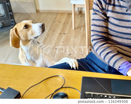 A dog rests its paws on someone's thigh while working remotely A dog rests its paws on someone's thigh while working remotely 116349308