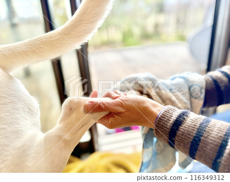 Hands wiping a dog's paws indoors 116349312