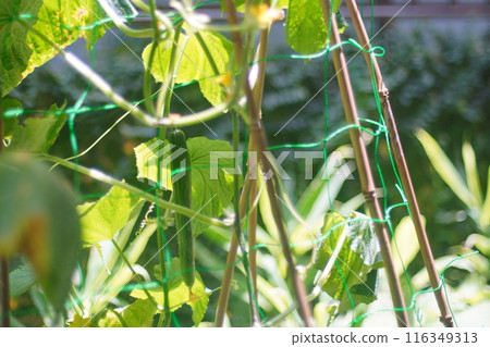 Home garden 116349313