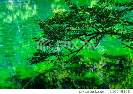 Ryugakubo(Ryugakubo) Ryugakubo(Ryugakubo) 116349368