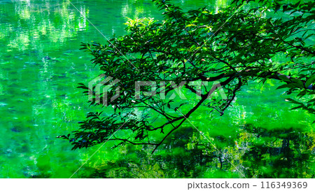 Ryugakubo（Ryugakubo） 116349369