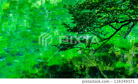 Ryugakubo (Ryugakubo) 116349371