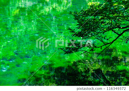 Ryugakubo (Ryugakubo) 116349372