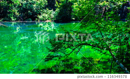 Ryugakubo (Ryugakubo) 116349378