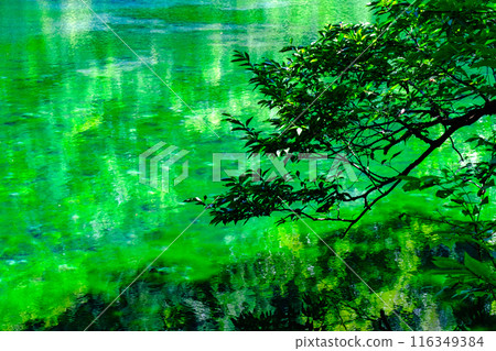 Ryugakubo (Ryugakubo) 116349384