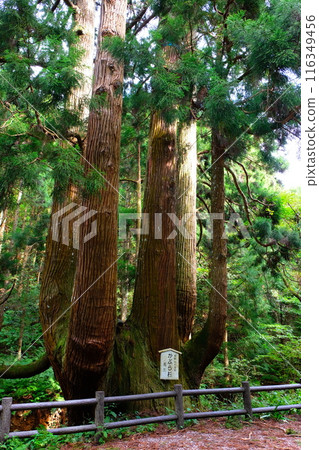 Kaburagi cedar Kaburagi cedar 116349456