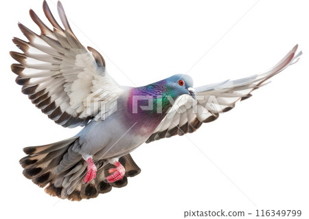 A pigeon with red feet flies in the air on white background 116349799