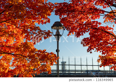 Red maples in Old Port of Montreal in autumn. Montreal, Quebec, Canada. 116349965