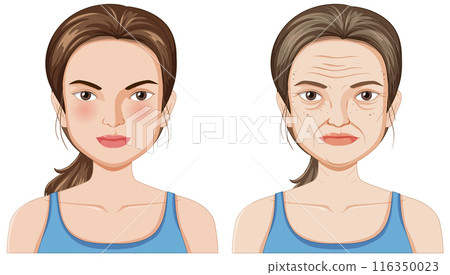 Aging Process Illustration Aging Process Illustration 116350023