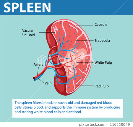 Anatomy of the Human Spleen 116350049